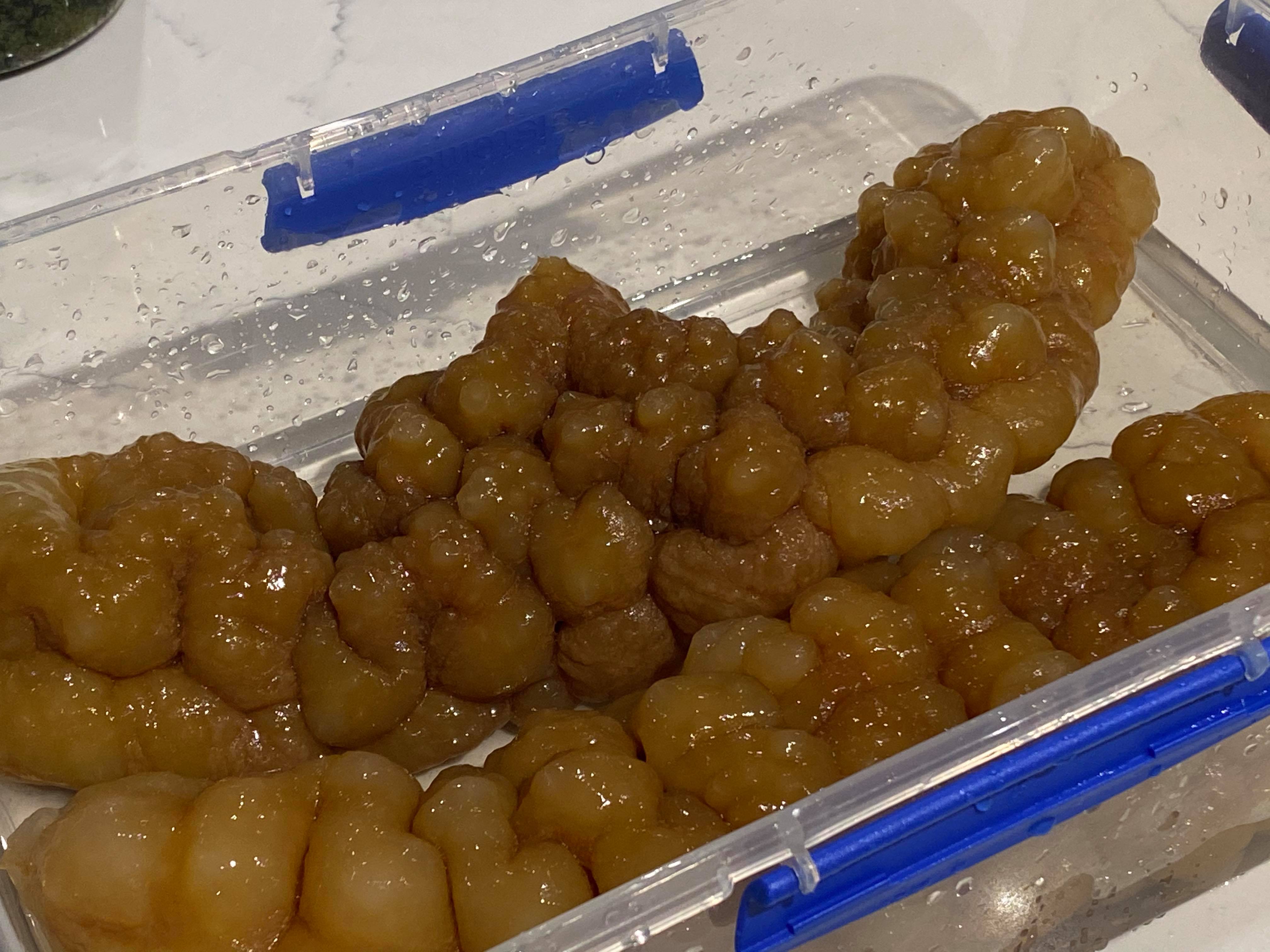 Premium Sea Cucumbers - Golden Sandfish
